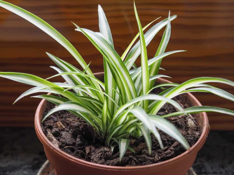 家の装飾を高める20の美しい観葉植物 