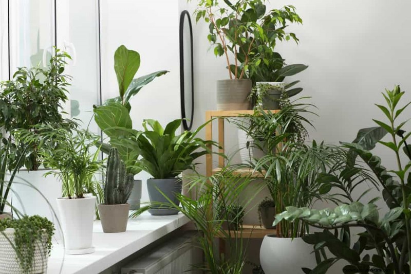 家の装飾を高める20の美しい観葉植物 