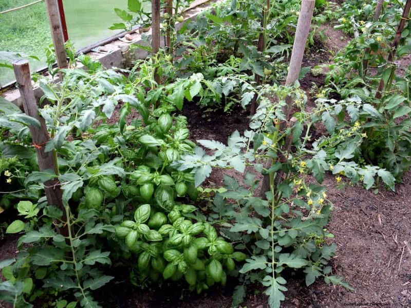 Begleitpflanzung:22 leistungsstarke Kombinationen für einen blühenden Garten 