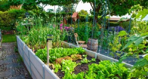 Begleitpflanzung:22 leistungsstarke Kombinationen für einen blühenden Garten 