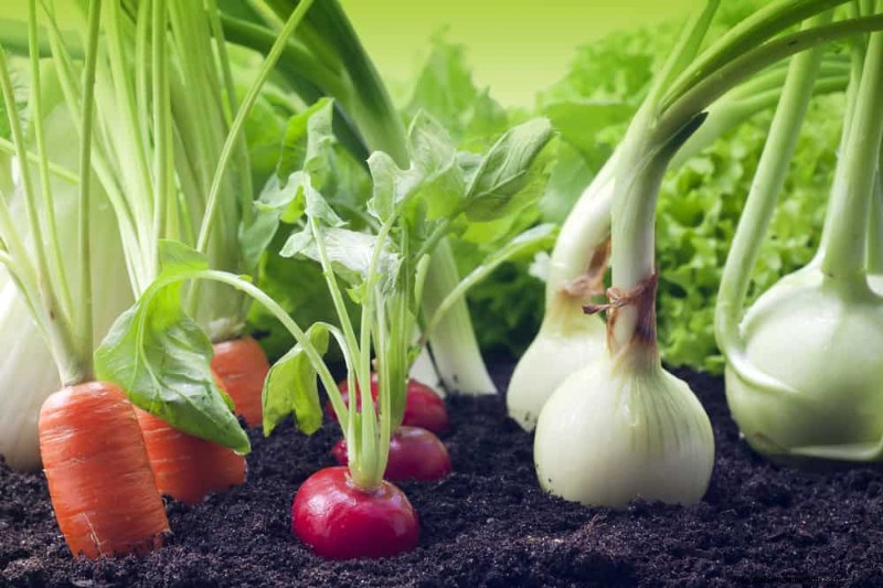 Begleitpflanzung:22 leistungsstarke Kombinationen für einen blühenden Garten 