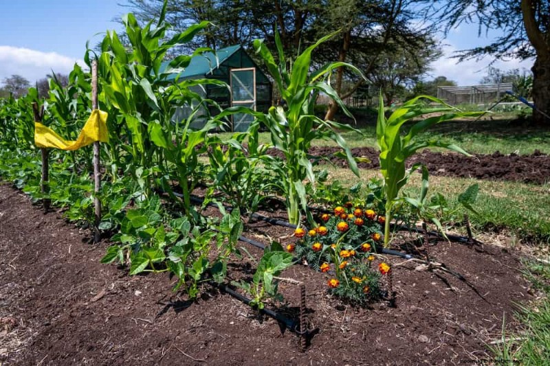 Begleitpflanzung:22 leistungsstarke Kombinationen für einen blühenden Garten 