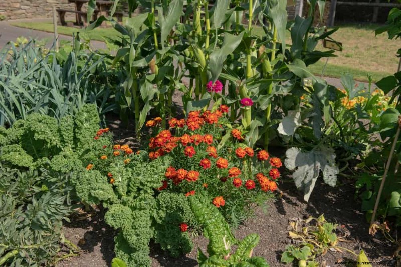 Begleitpflanzung:22 leistungsstarke Kombinationen für einen blühenden Garten 