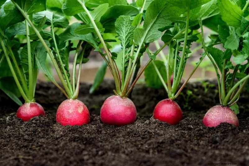 Begleitpflanzung:22 leistungsstarke Kombinationen für einen blühenden Garten 