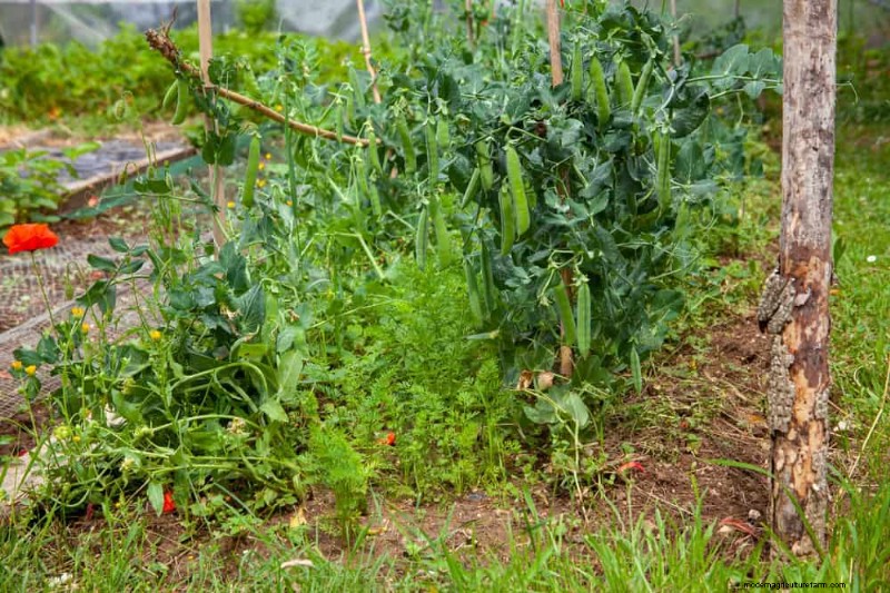 Begleitpflanzung:22 leistungsstarke Kombinationen für einen blühenden Garten 