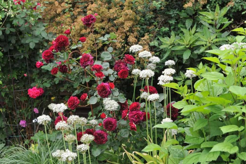 Begleitpflanzung:22 leistungsstarke Kombinationen für einen blühenden Garten 