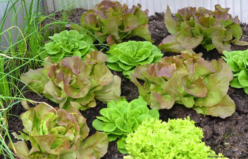 Begleitpflanzung:22 leistungsstarke Kombinationen für einen blühenden Garten 