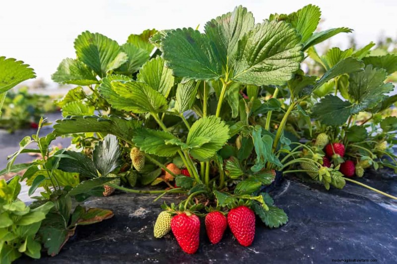 Begleitpflanzung:22 leistungsstarke Kombinationen für einen blühenden Garten 