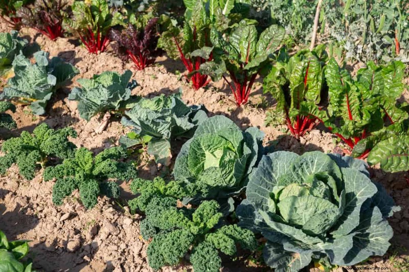 Begleitpflanzung:22 leistungsstarke Kombinationen für einen blühenden Garten 