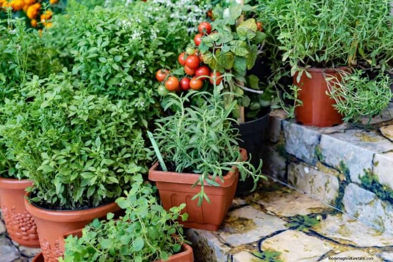 Begleitpflanzung:22 leistungsstarke Kombinationen für einen blühenden Garten 