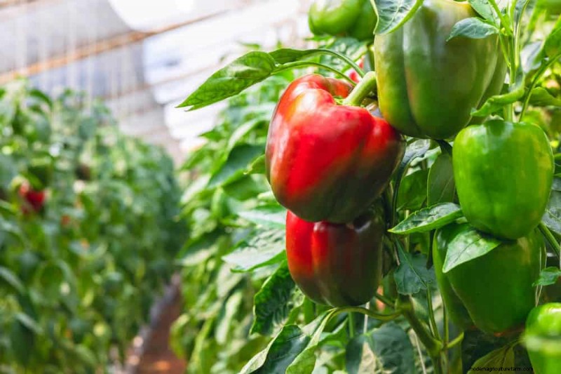 Begleitpflanzung:22 leistungsstarke Kombinationen für einen blühenden Garten 