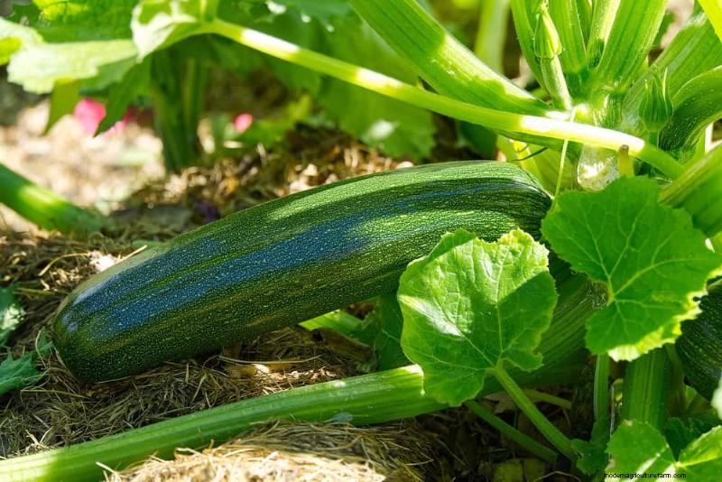 Begleitpflanzung:22 leistungsstarke Kombinationen für einen blühenden Garten 