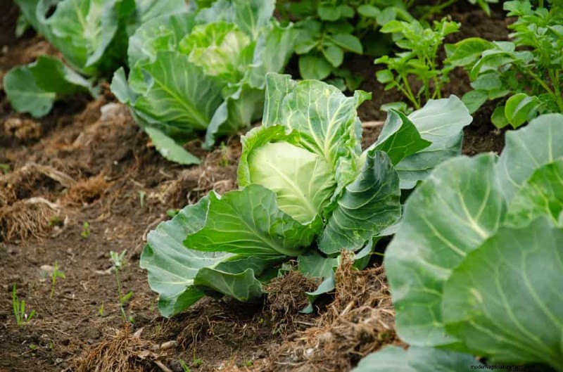 Begleitpflanzung:22 leistungsstarke Kombinationen für einen blühenden Garten 