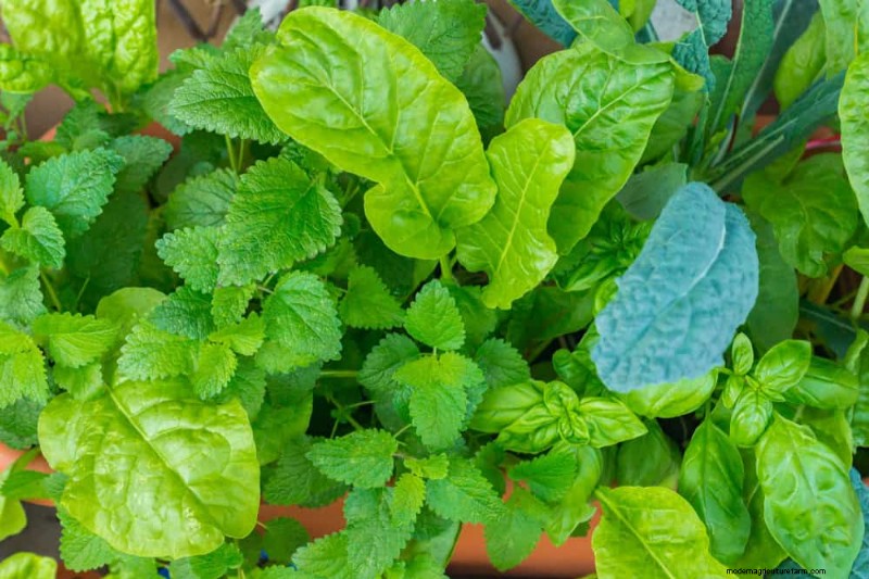 Begleitpflanzung:22 leistungsstarke Kombinationen für einen blühenden Garten 