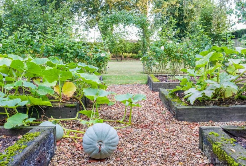 Begleitpflanzung:22 leistungsstarke Kombinationen für einen blühenden Garten 
