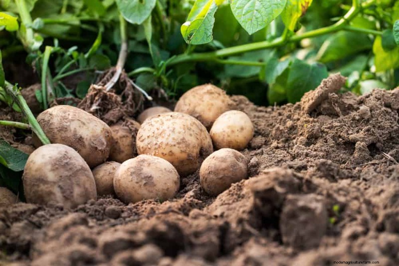 Begleitpflanzung:22 leistungsstarke Kombinationen für einen blühenden Garten 