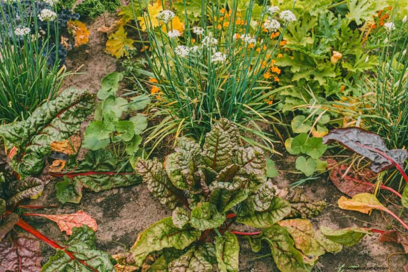 Begleitpflanzung:22 leistungsstarke Kombinationen für einen blühenden Garten 