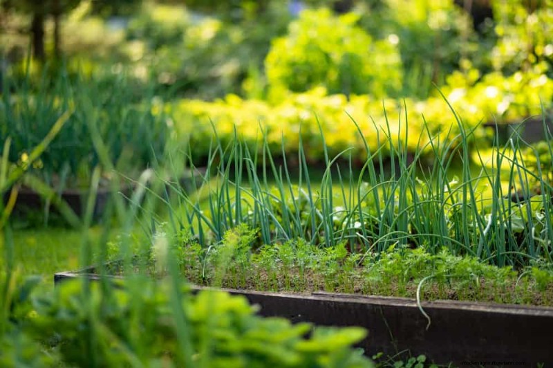 Begleitpflanzung:22 leistungsstarke Kombinationen für einen blühenden Garten 
