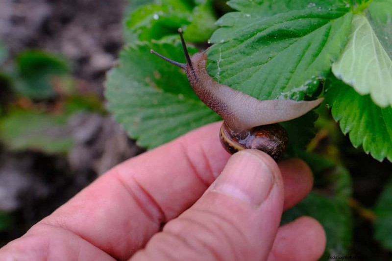 Bescherm uw tuin:19 natuurlijke methoden voor de bestrijding van naaktslakken en slakken 