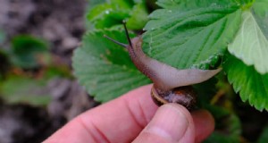 Bescherm uw tuin:19 natuurlijke methoden voor de bestrijding van naaktslakken en slakken 