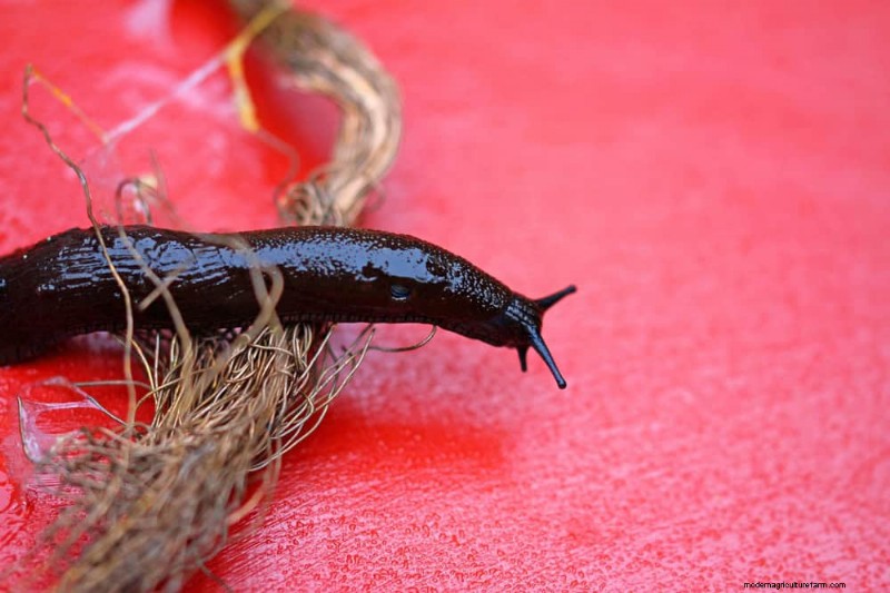 Bescherm uw tuin:19 natuurlijke methoden voor de bestrijding van naaktslakken en slakken 