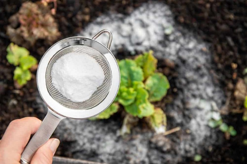Bescherm uw tuin:19 natuurlijke methoden voor de bestrijding van naaktslakken en slakken 