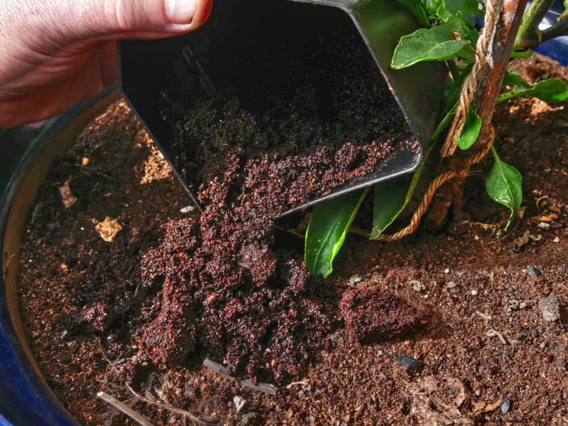 Bescherm uw tuin:19 natuurlijke methoden voor de bestrijding van naaktslakken en slakken 