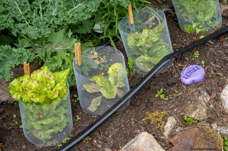 Bescherm uw tuin:19 natuurlijke methoden voor de bestrijding van naaktslakken en slakken 