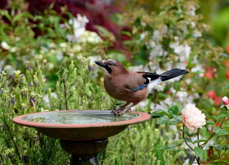 Bescherm uw tuin:19 natuurlijke methoden voor de bestrijding van naaktslakken en slakken 