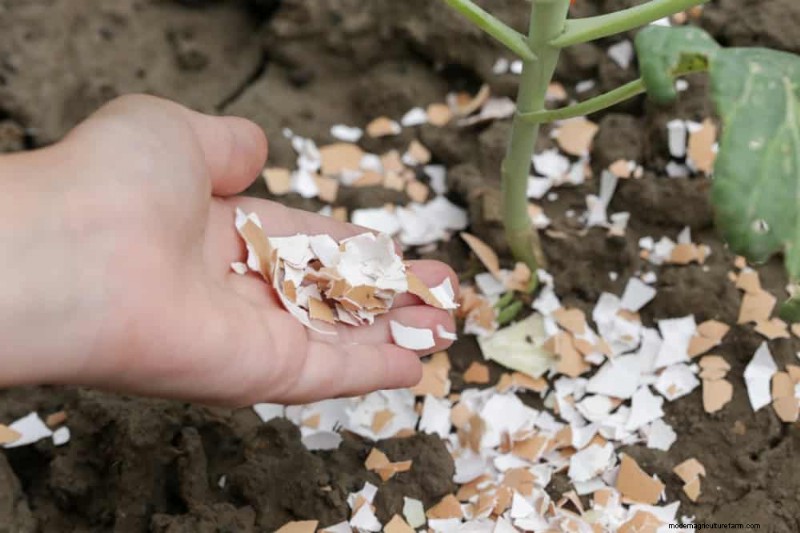 Bescherm uw tuin:19 natuurlijke methoden voor de bestrijding van naaktslakken en slakken 