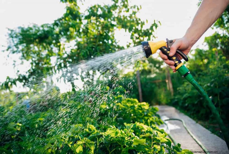 Bescherm uw tuin:19 natuurlijke methoden voor de bestrijding van naaktslakken en slakken 