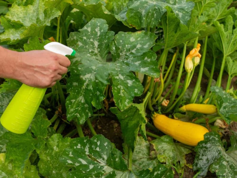 Bescherm uw tuin:19 natuurlijke methoden voor de bestrijding van naaktslakken en slakken 