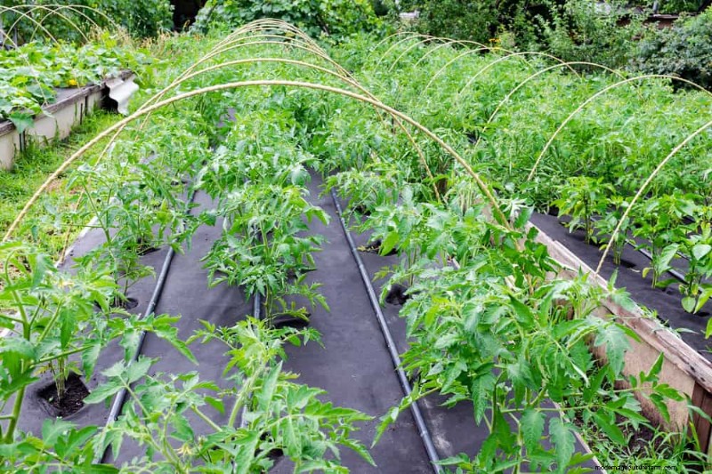 Bescherm uw tuin:19 natuurlijke methoden voor de bestrijding van naaktslakken en slakken 