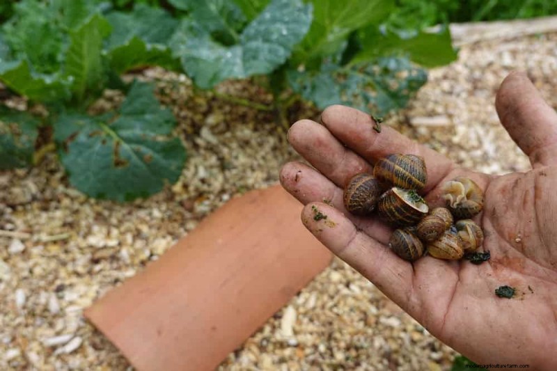 Bescherm uw tuin:19 natuurlijke methoden voor de bestrijding van naaktslakken en slakken 