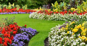 Nachhaltiger Schnittgarten:Anbau einheimischer und gesammelter Blumen 