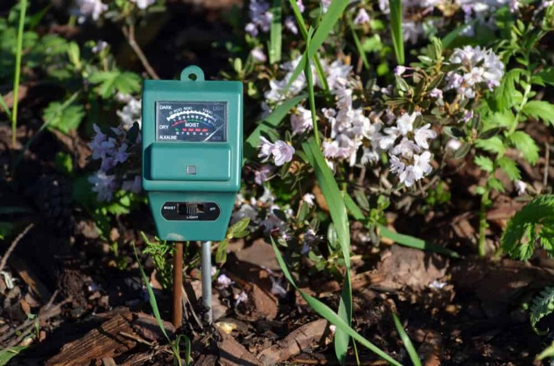 持続可能なカッティングガーデン:自生の花と採集された花の栽培 