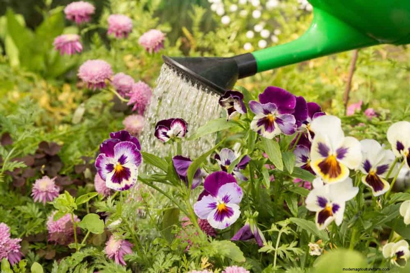 持続可能なカッティングガーデン:自生の花と採集された花の栽培 