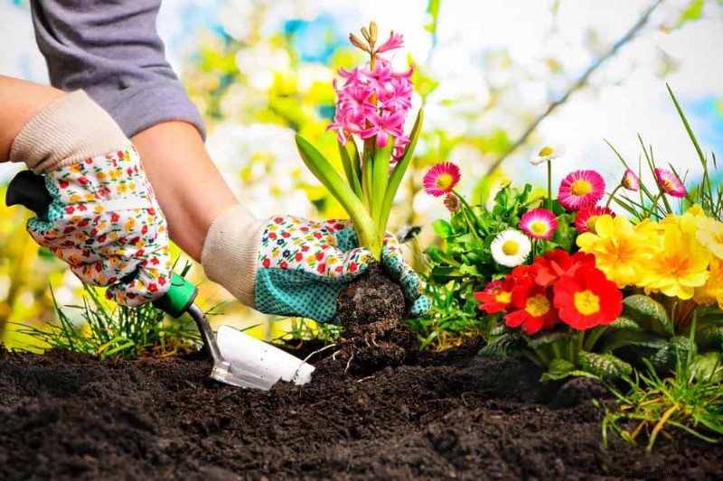 持続可能なカッティングガーデン:自生の花と採集された花の栽培 