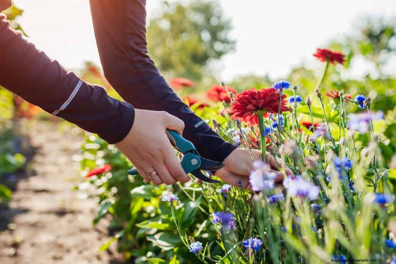 持続可能なカッティングガーデン:自生の花と採集された花の栽培 