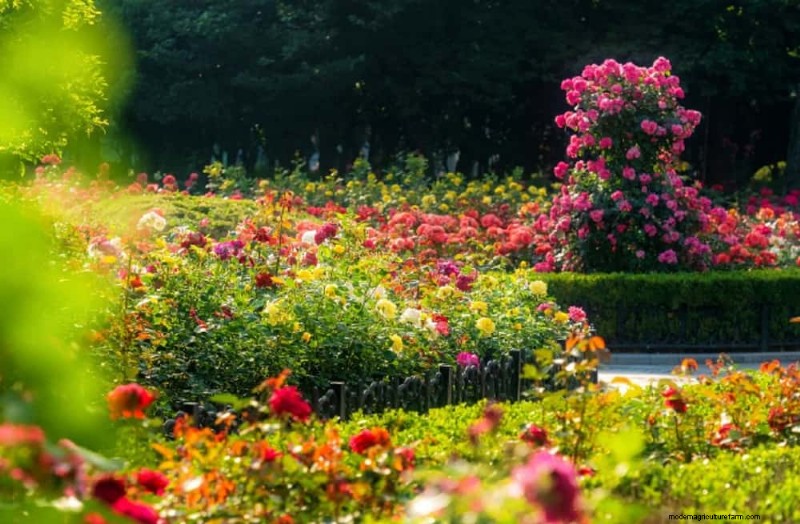 持続可能なカッティングガーデン:自生の花と採集された花の栽培 