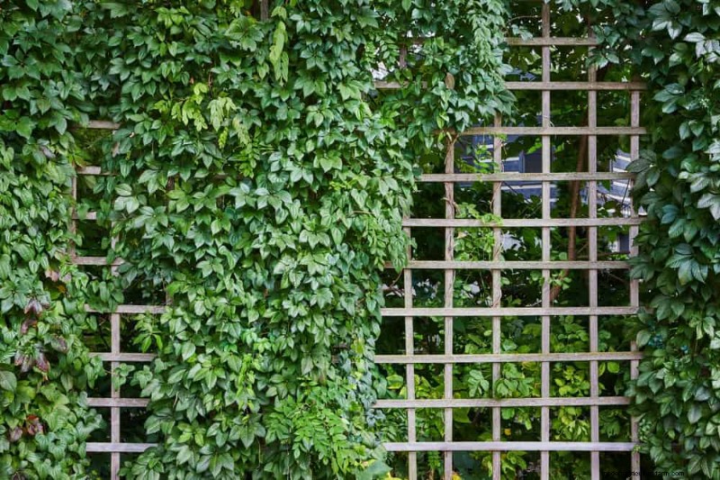 Top 27 klimplanten voor hekjes:een lentetuingids 