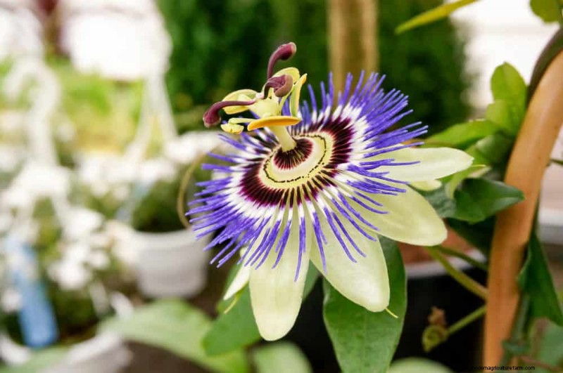 Top 27 klimplanten voor hekjes:een lentetuingids 