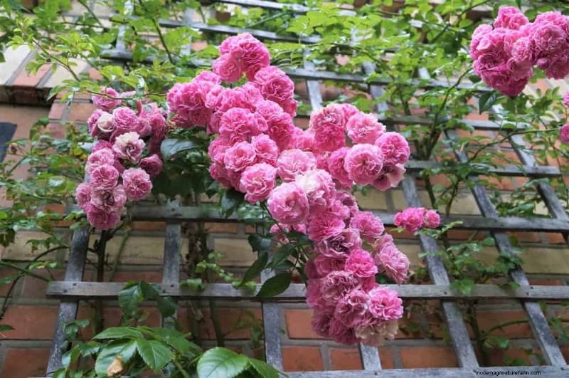 Top 27 klimplanten voor hekjes:een lentetuingids 