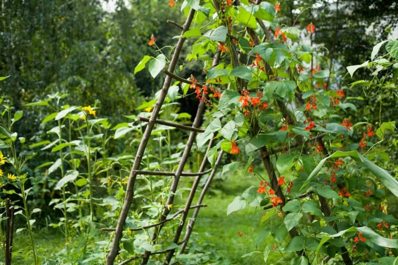 Top 27 klimplanten voor hekjes:een lentetuingids 
