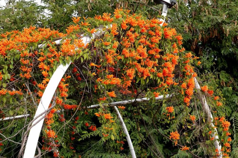 Top 27 klimplanten voor hekjes:een lentetuingids 