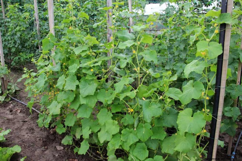 Top 27 klimplanten voor hekjes:een lentetuingids 