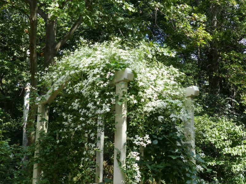 Top 27 klimplanten voor hekjes:een lentetuingids 