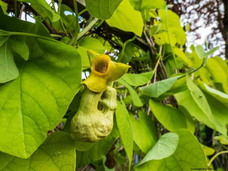 Top 27 klimplanten voor hekjes:een lentetuingids 
