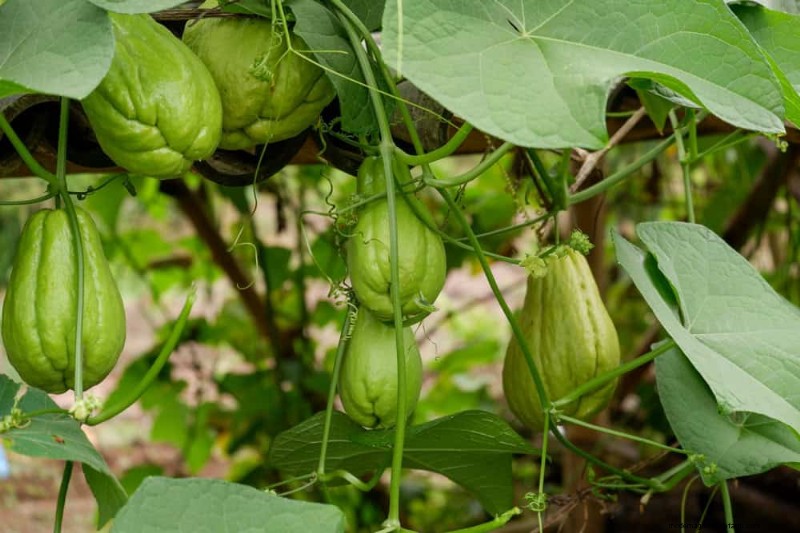 Top 27 klimplanten voor hekjes:een lentetuingids 