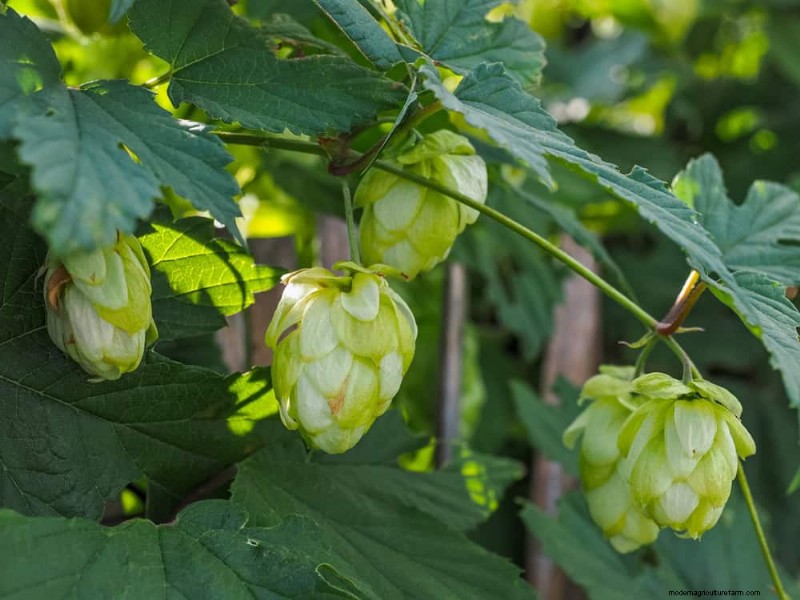 Top 27 klimplanten voor hekjes:een lentetuingids 